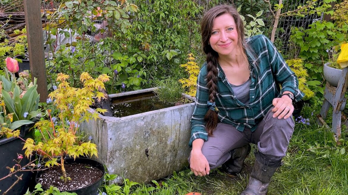 Pond Update – There’s been an exciting development! Pond Update - There’s been an exciting development!