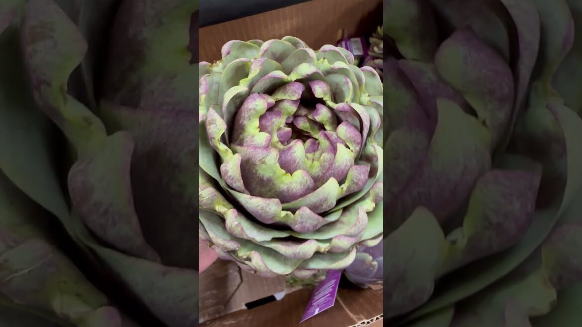 How much Artichoke is EDIBLE from this flower? #howto #shorts #plant #food #vegetable