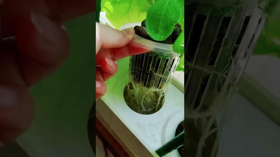 gardening ideas for home/ Inspiring vegetable /plants