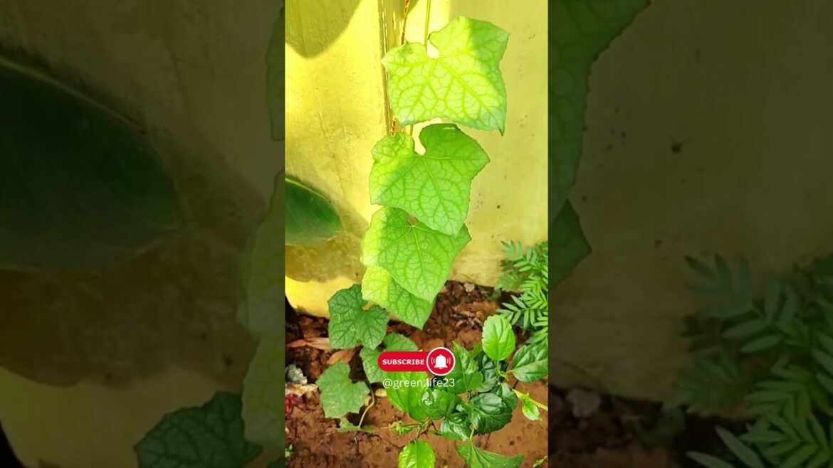 π± Discover the Secrets of Growing Sponge Gourd! π± #shorts #gardening #gardeningtips π± Discover the Secrets of Growing Sponge Gourd! π± #shorts #gardening #gardeningtips