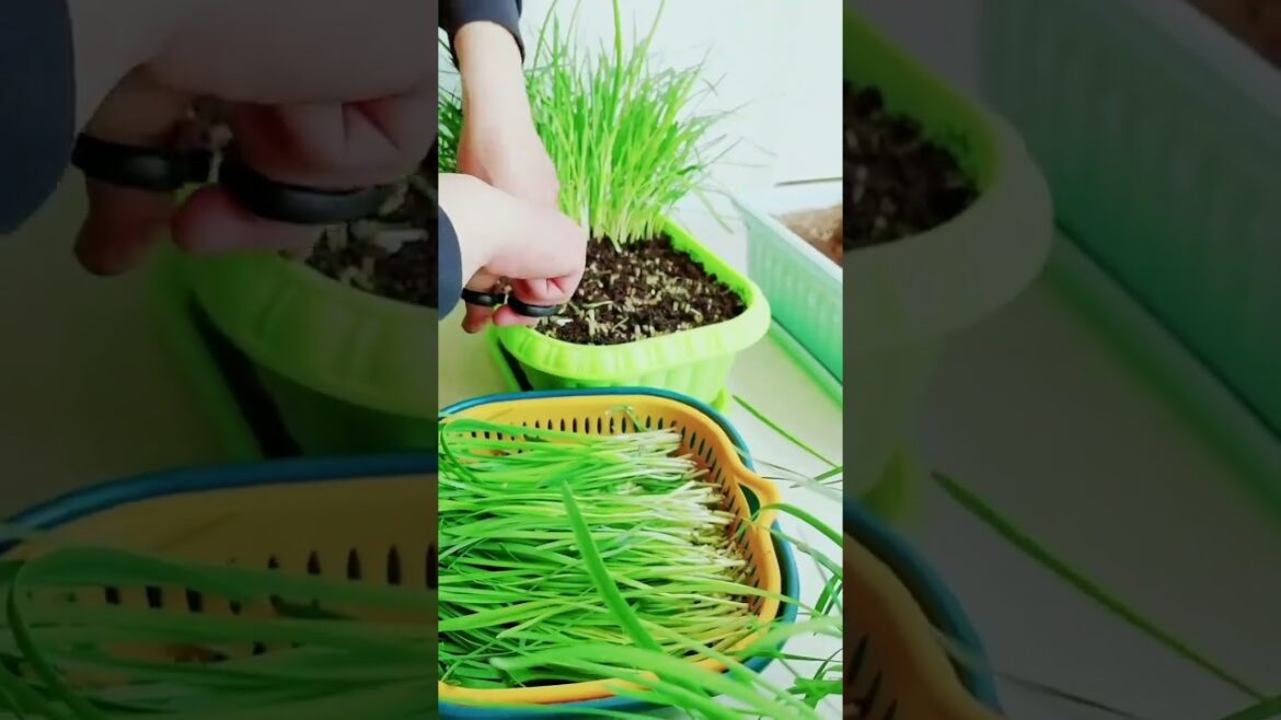 gardening ideas for home/ Inspiring vegetable /plants gardening ideas for home/ Inspiring vegetable /plants