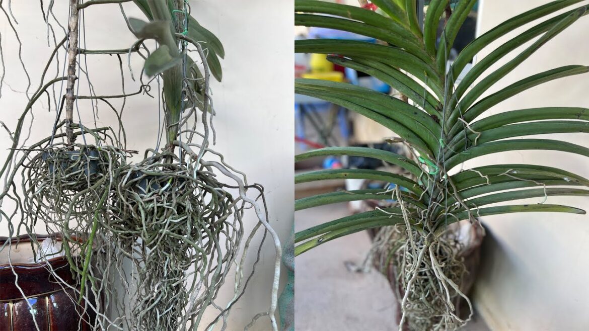 Growing Forest OrchardGarden Tips.