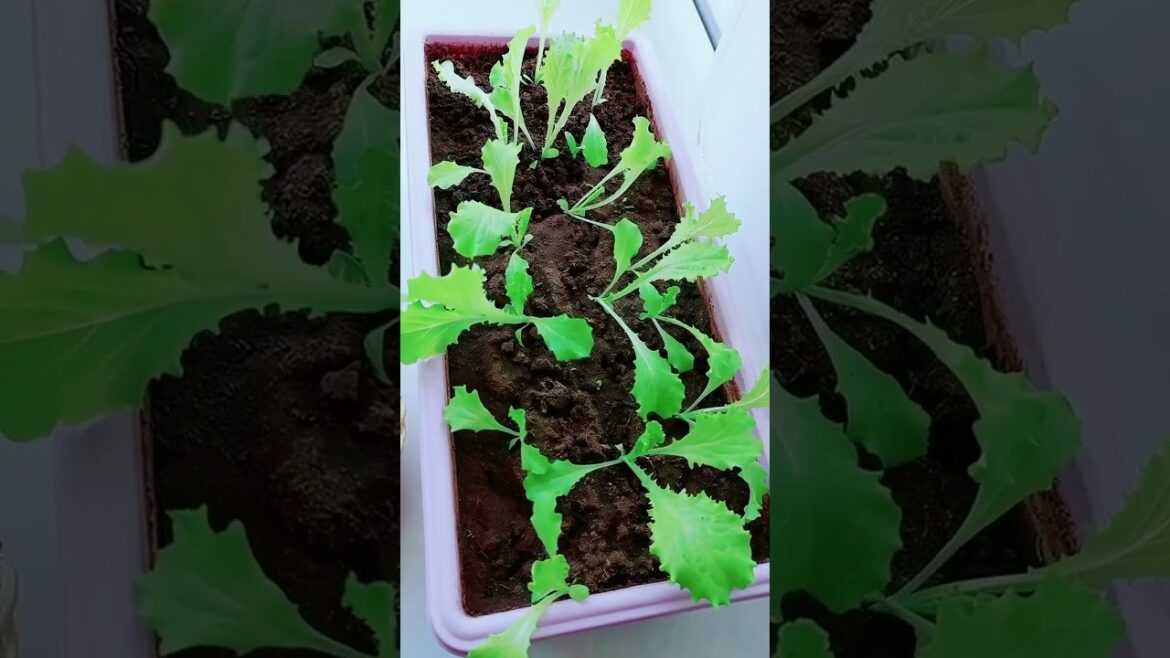 gardening ideas for home/ Inspiring vegetable /plants