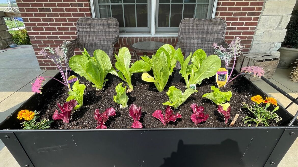 Save Money on Fresh Salad Greens with a Container Garden #beginnergardening #savemoney Save Money on Fresh Salad Greens with a Container Garden #beginnergardening #savemoney