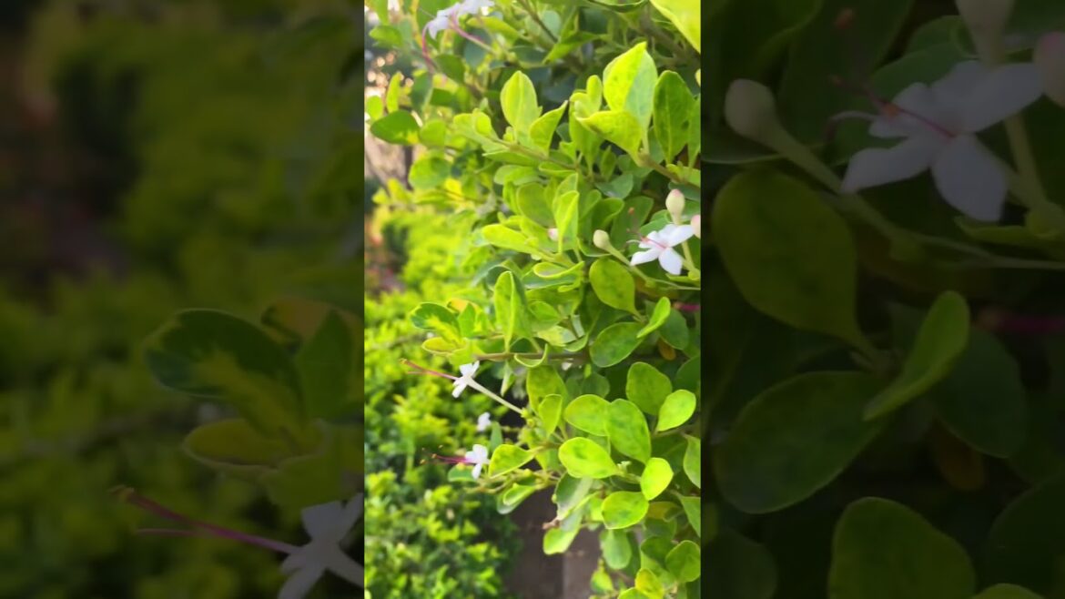 Garden | flowers |  garden ideas | #gardening #garden #plants #flowers