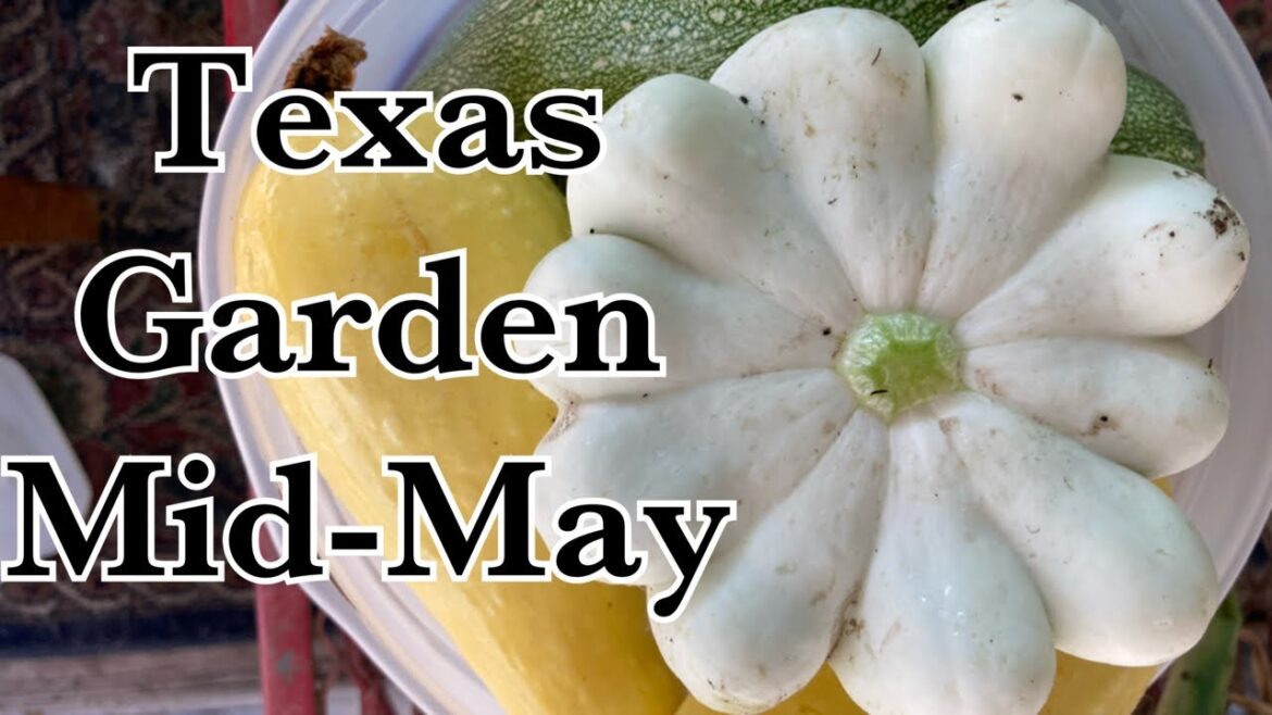 Patty Pan Squash!  Delightful surprise.