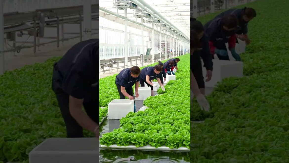 Harvest vegetables in water! G4815
