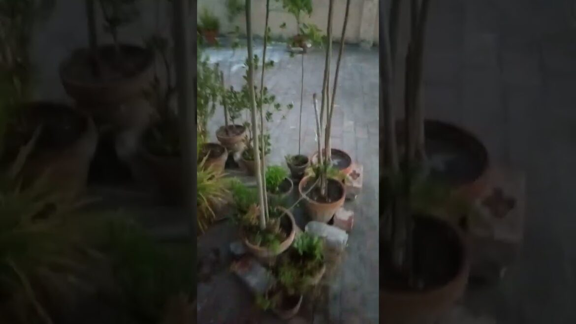 Stevia Plant and Moringa Plant Condition | Stevia Cutting and illness | Moringa @dailyhabits92