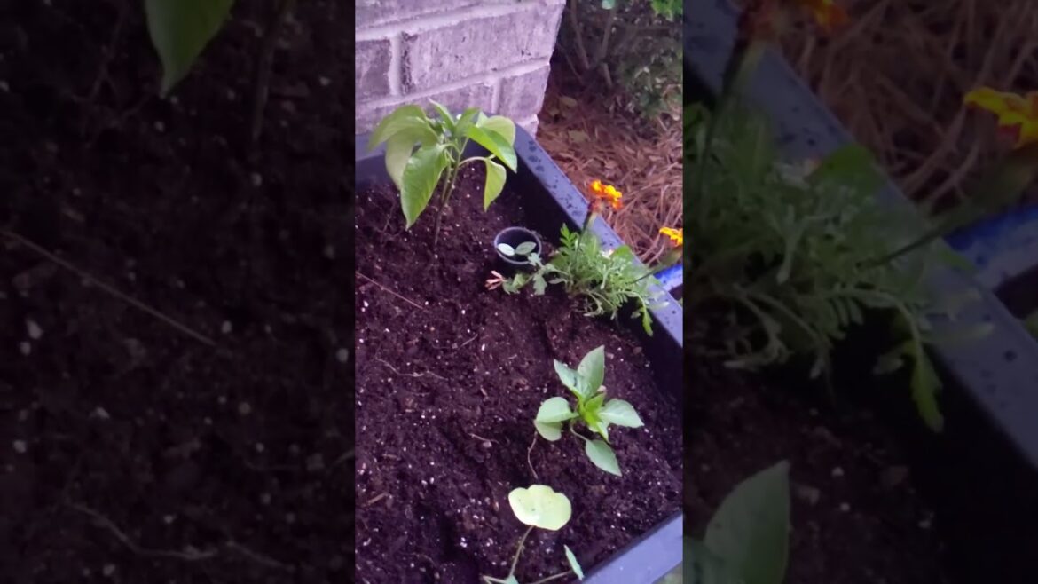 Summer Pepper Planter is DONE in the Container Garden Summer Pepper Planter is DONE in the Container Garden