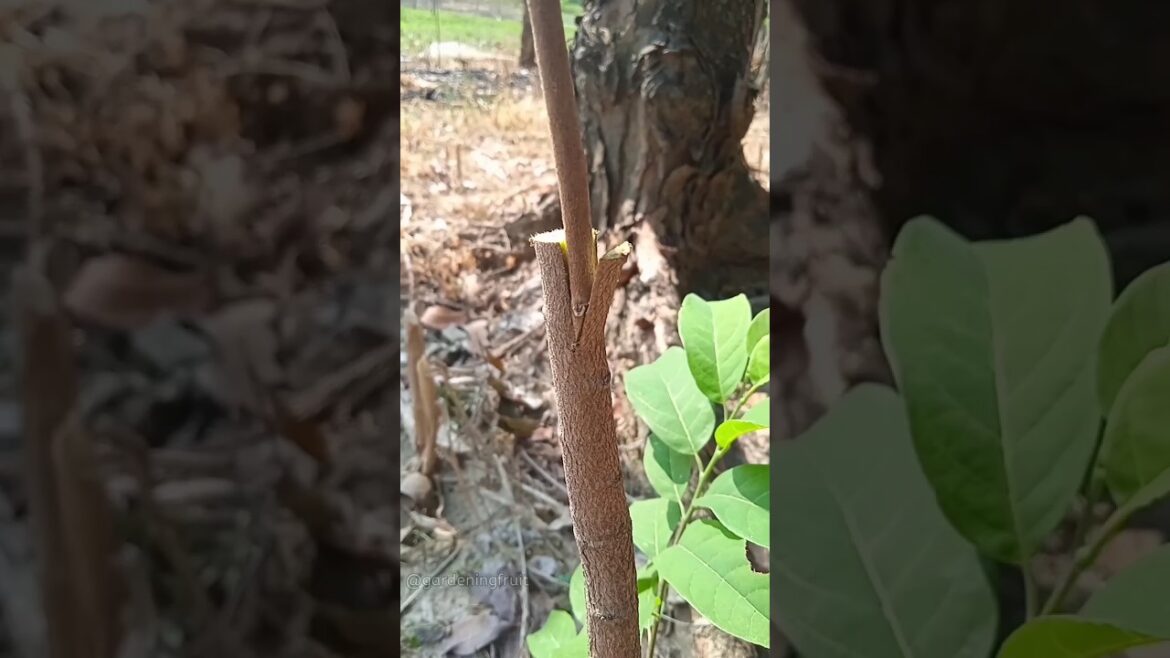 Gardening tips & grafting fruit tree #嫁接 #shorts