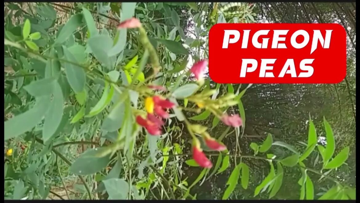 How To Grow Pigeon Peas|From seed to Harvest|Benefits How To Grow Pigeon Peas|From seed to Harvest|Benefits