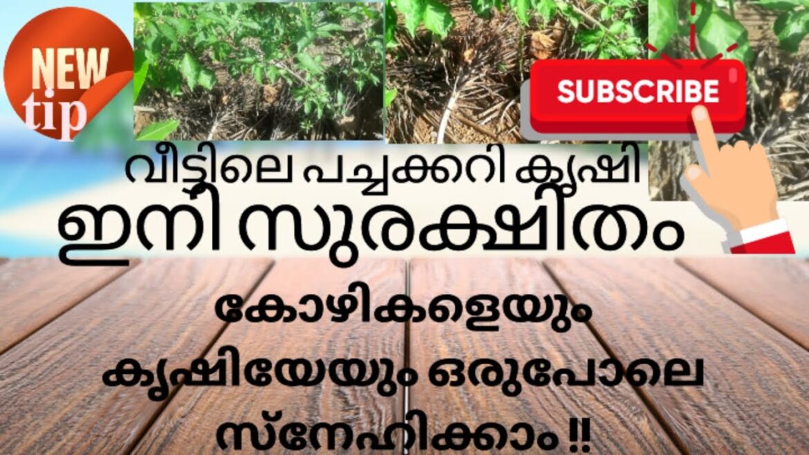 @LailaRahmansGardening  vegetable gardening പച്ചക്കറി കൃഷി യിൽ ഈ വിഷമം ഇനി ഉണ്ടാവില്ല #gardening