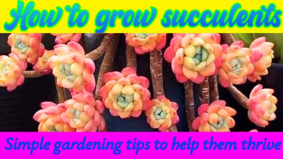 How to Grow Succulents at home? Simple gardening tips to help them thrive