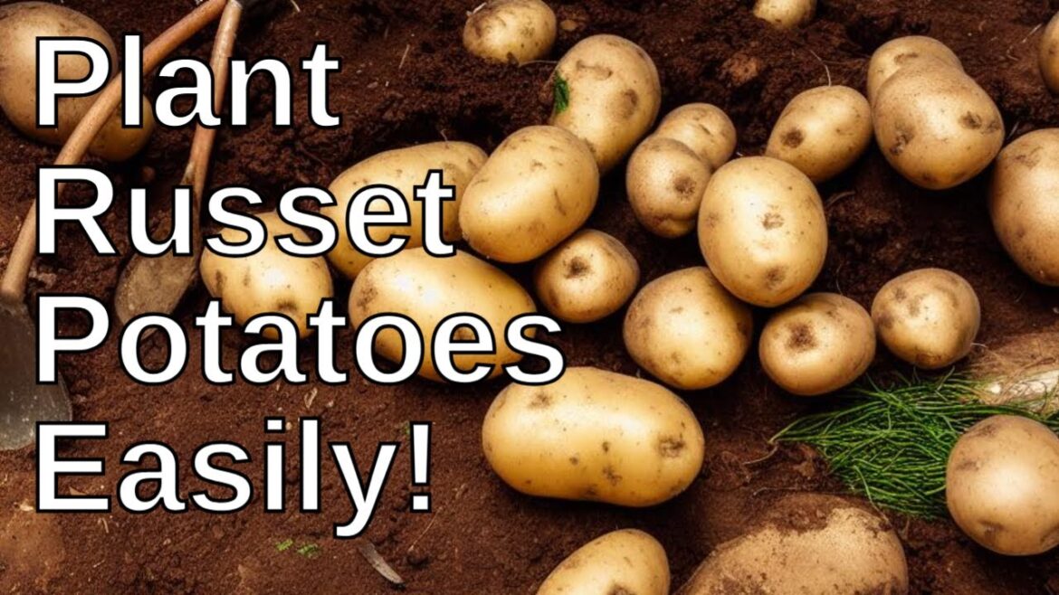 Plant Potatoes Without a Garden: A Shockingly Easy Trick! horticulture, container
