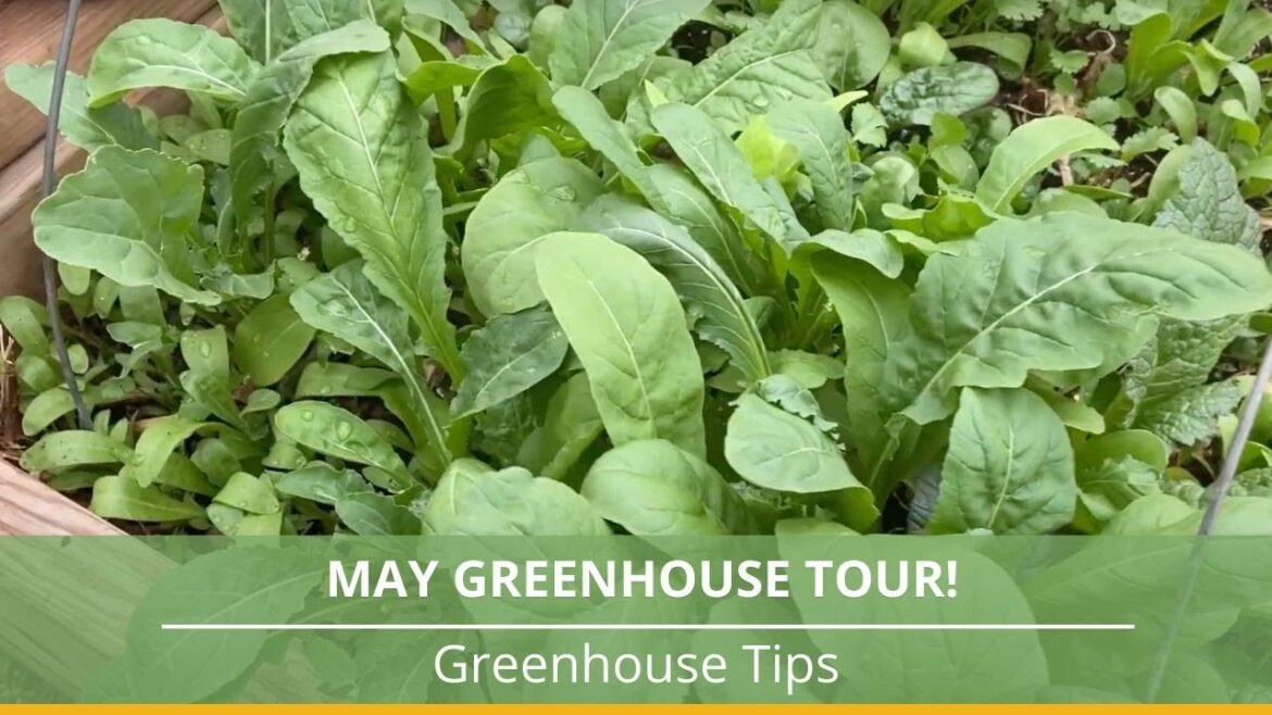 Come Take A Tour Of My Greenhouse In May! Come Take A Tour Of My Greenhouse In May!