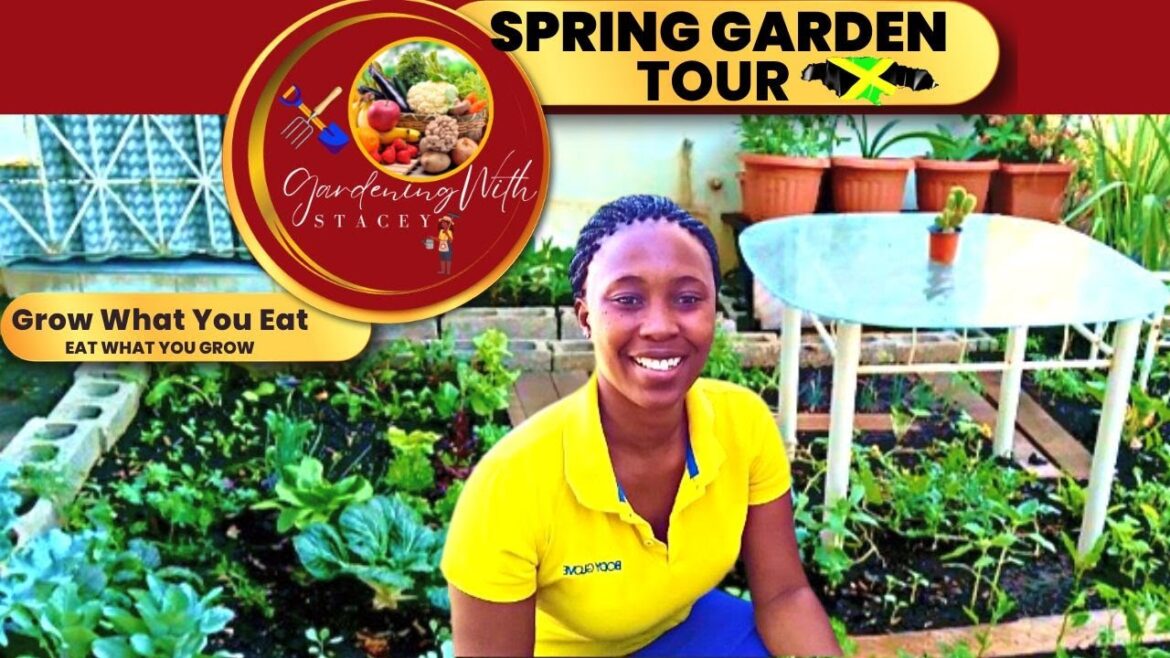 Tropical Garden Tour In Spring In Jamaican Backyard Garden 🇯🇲 Spring Garden Tours In Jamaica Tropical Garden Tour In Spring In Jamaican Backyard Garden 🇯🇲 Spring Garden Tours In Jamaica