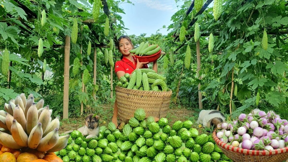 45 DAYS: Harvesting Eggplant Garden & Types other agricultural products Bring To Market to sell 45 DAYS: Harvesting Eggplant Garden & Types other agricultural products Bring To Market to sell