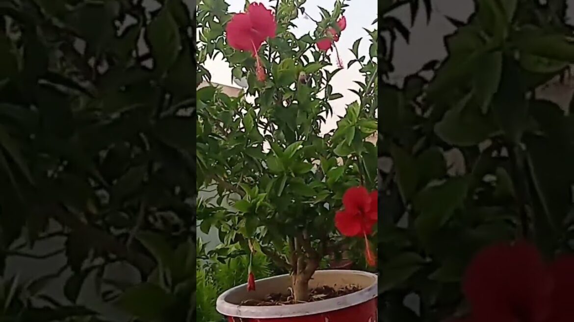 #shortvideo #trending #short#shorts#youtubeshorts #viral #gardening #tips #trendingshorts #trend