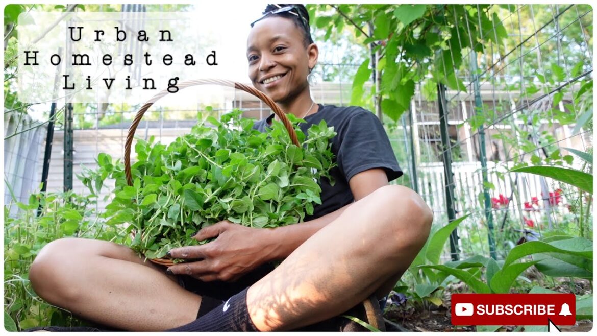 Urban Homestead Living| Animal Update| Hanging In The Garden| Got A Lot Done (Not This Year Birdie) Urban Homestead Living| Animal Update| Hanging In The Garden| Got A Lot Done (Not This Year Birdie)