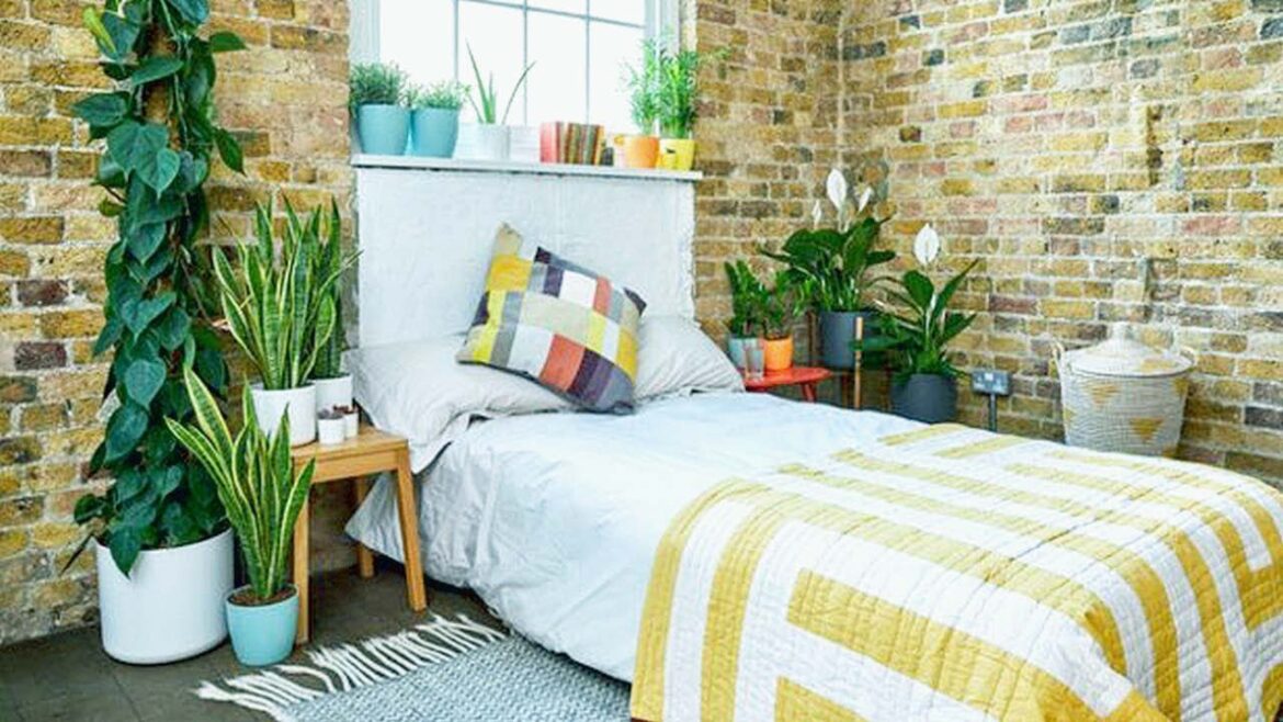 This Will Happen If You Put This Plants In Bedroom – Gardening Tips This Will Happen If You Put This Plants In Bedroom - Gardening Tips