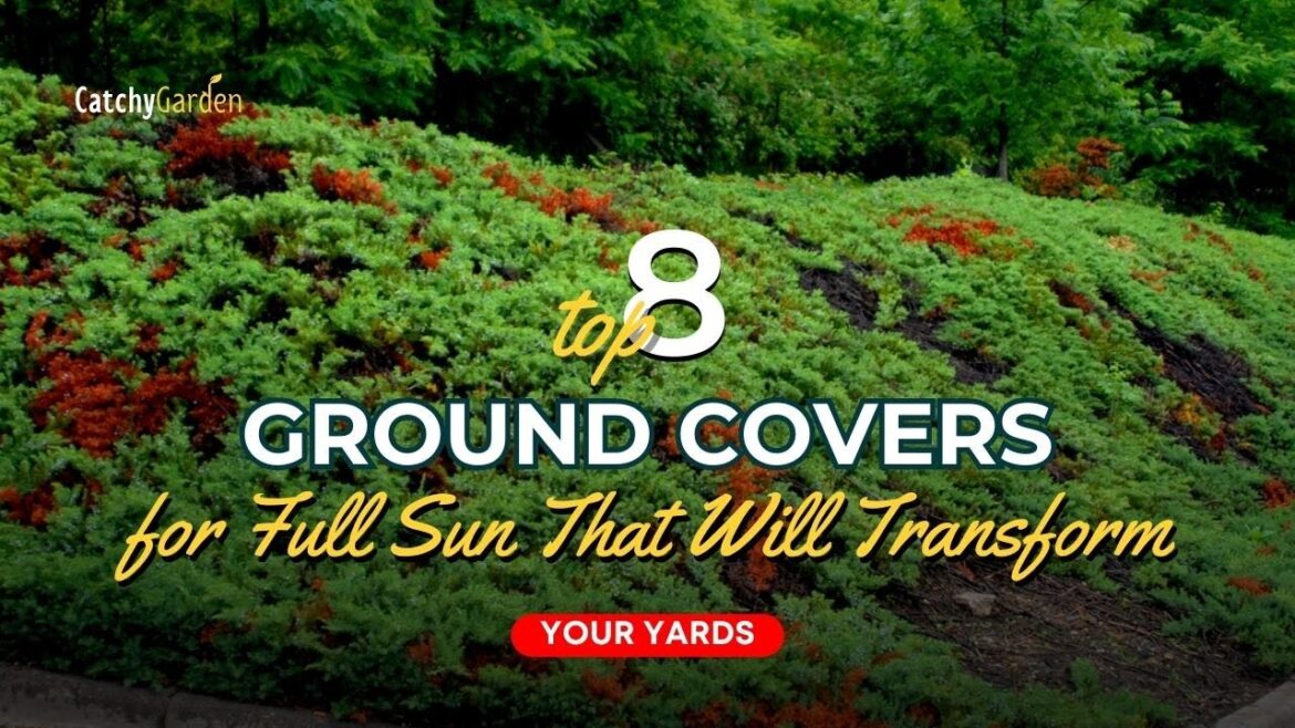 Top 8 Ground-Covers for Full Sun That Will Transform Your Yard ππΈβοΈ // Gardening Ideas Top 8 Ground-Covers for Full Sun That Will Transform Your Yard ππΈβοΈ // Gardening Ideas