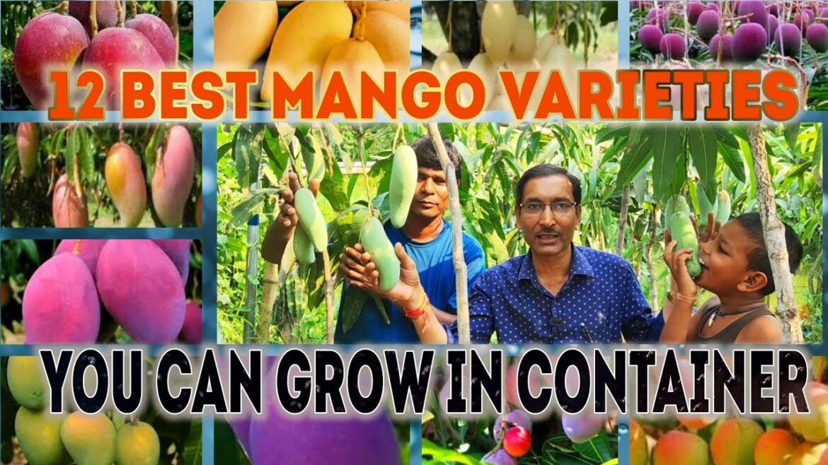 12 Best Mango Varieties you can grow in Container // Pot Growing Mango