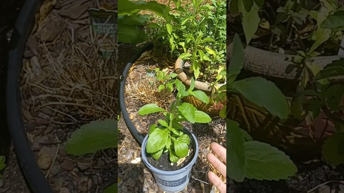 Know This Before Planting Stevia Seeds!🌱Gardening Tips