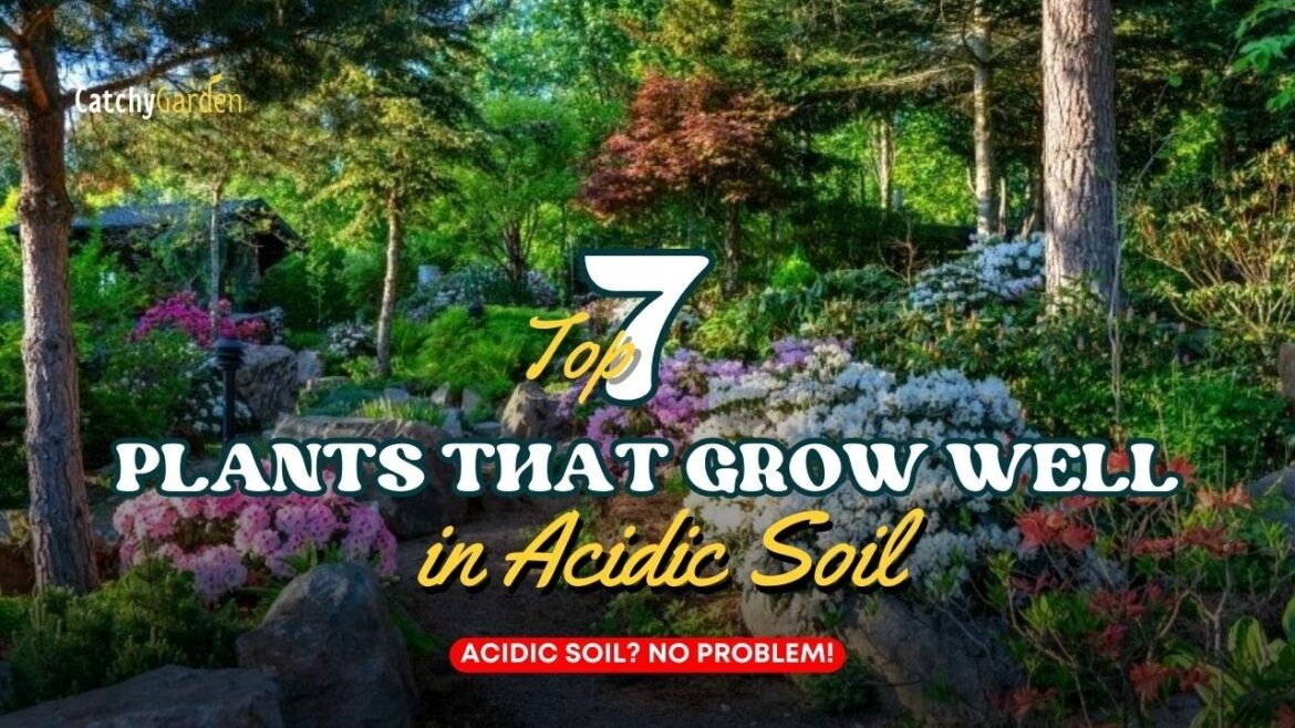 7 Best Plants That Grow Well in Acidic Soil // Acidic Soil? No Problem! 🌺🌿