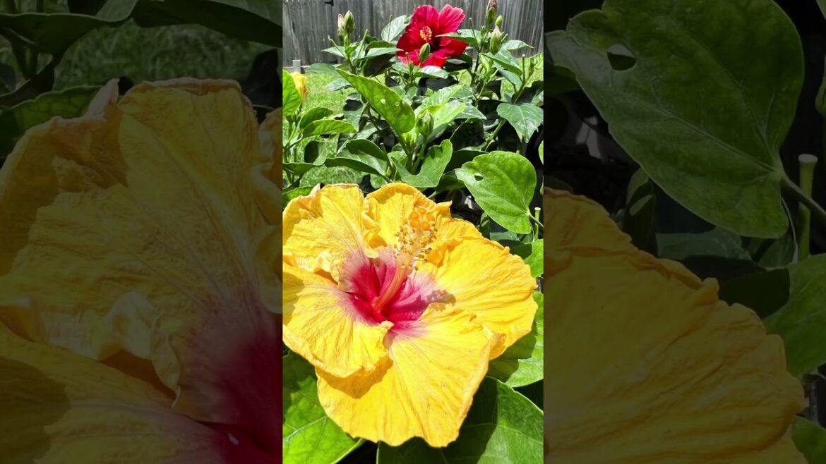Container gardening hibiscus in Texas zone 9a | Hibiscus Garden Tour #gardening