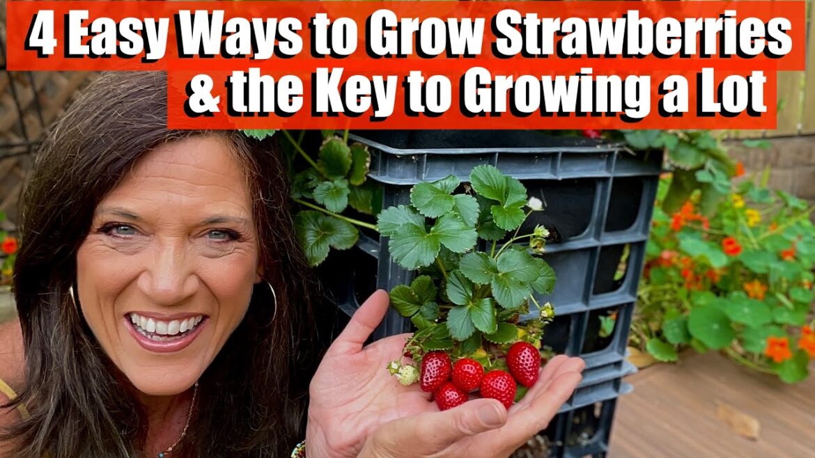 4 ways to grow Strawberries & the Key to Growing a Lot