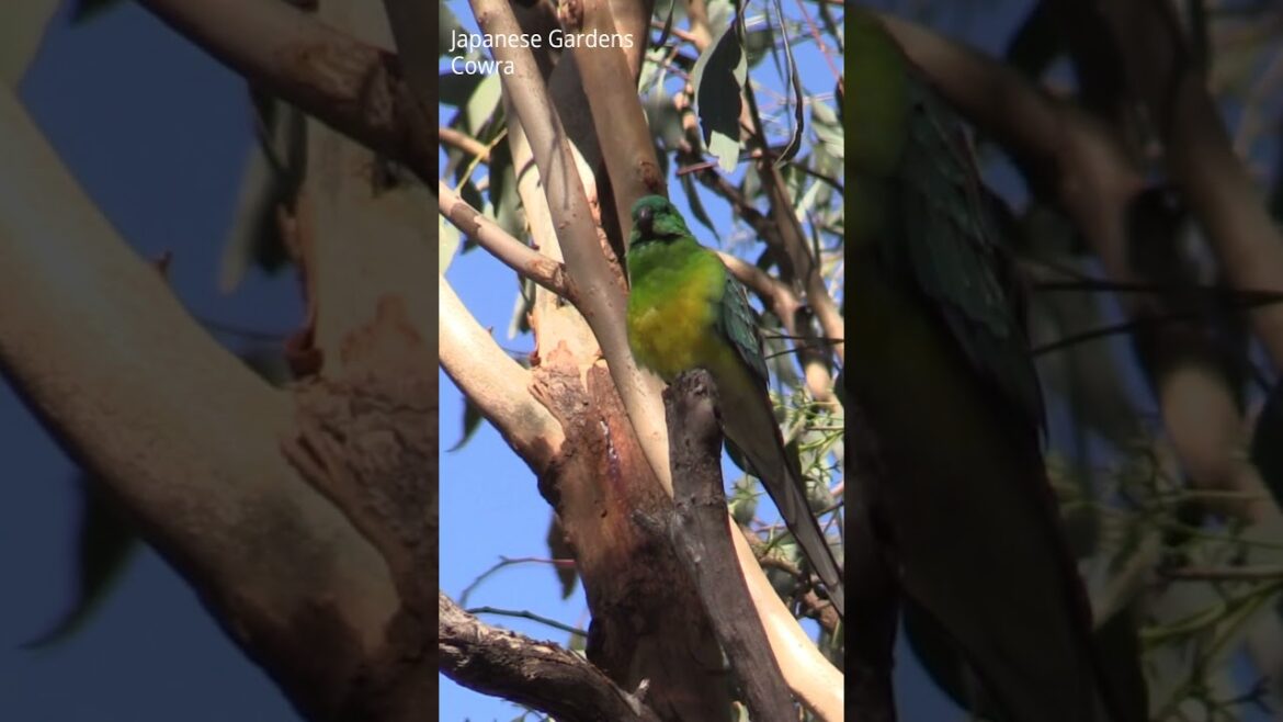 Finding Peace in the Japanese Gardens at Cowra Finding Peace in the Japanese Gardens at Cowra