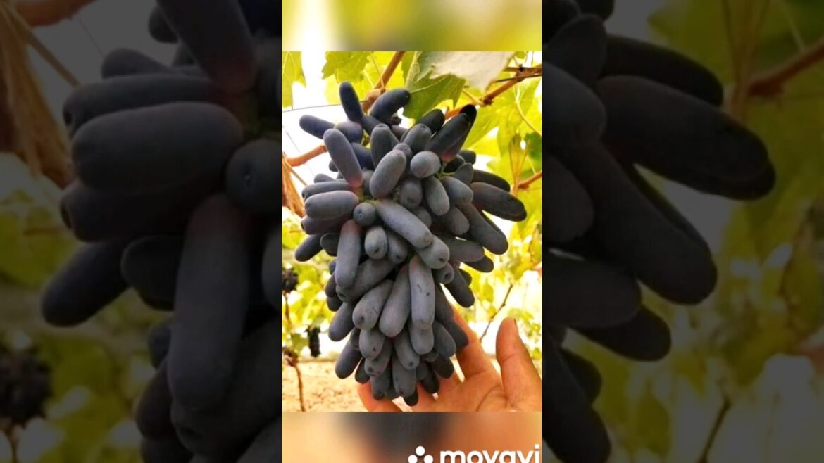 DREAM VINEYARD INSPIRATION//INSPIRASI KEBUN ANGGUR IMPIAN.#shorts DREAM VINEYARD INSPIRATION//INSPIRASI KEBUN ANGGUR IMPIAN.#shorts