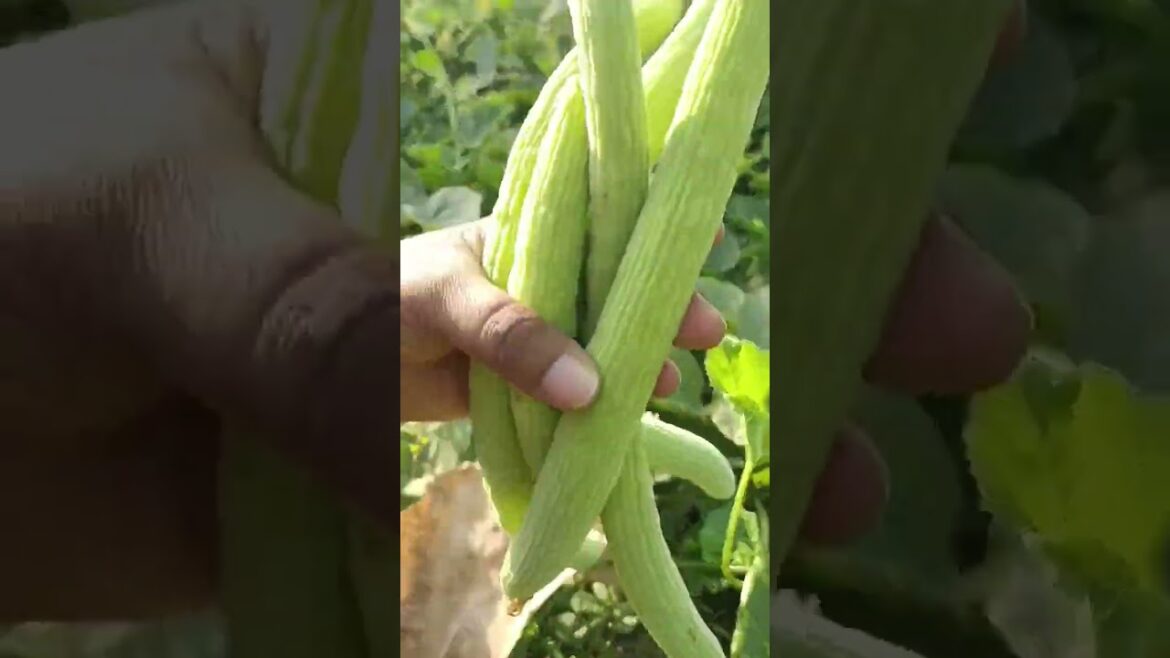 Harvesting Cucumber #shorts  #youtubeshorts #trending
