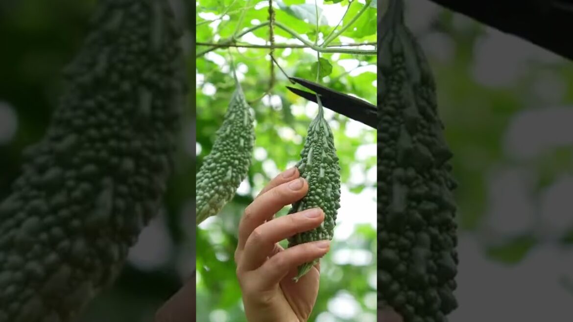 Harvesting Bitter Melon  #shorts 127