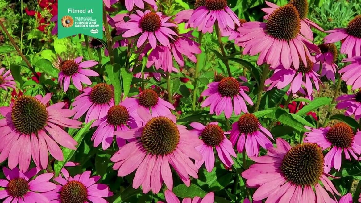 Late Summer Colour in the Garden – Melbourne International Flower & Garden Show 2023 Top Trend Late Summer Colour in the Garden - Melbourne International Flower & Garden Show 2023 Top Trend