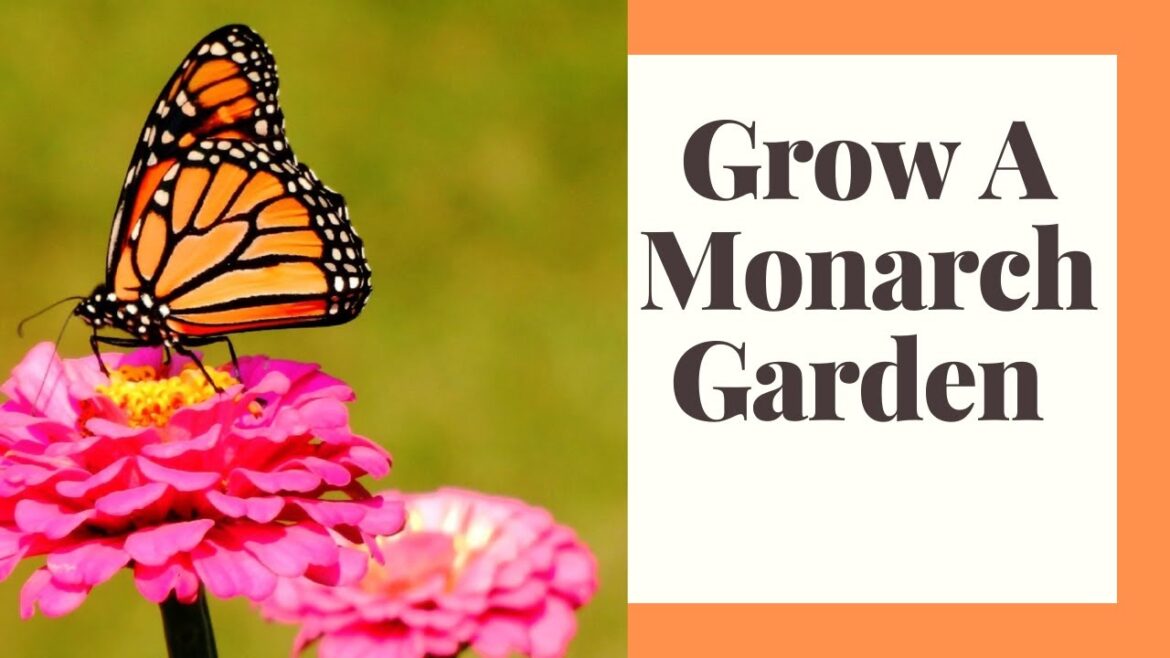 Monarch Butterfly 8X6 Garden Design: Free Download