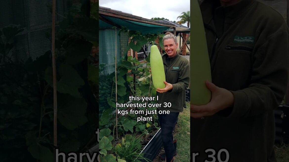 🤯 My top producing edible vine🌱 Bottle Gourd / New Guinea Bean / Italian Gourd/ Indian Gourd