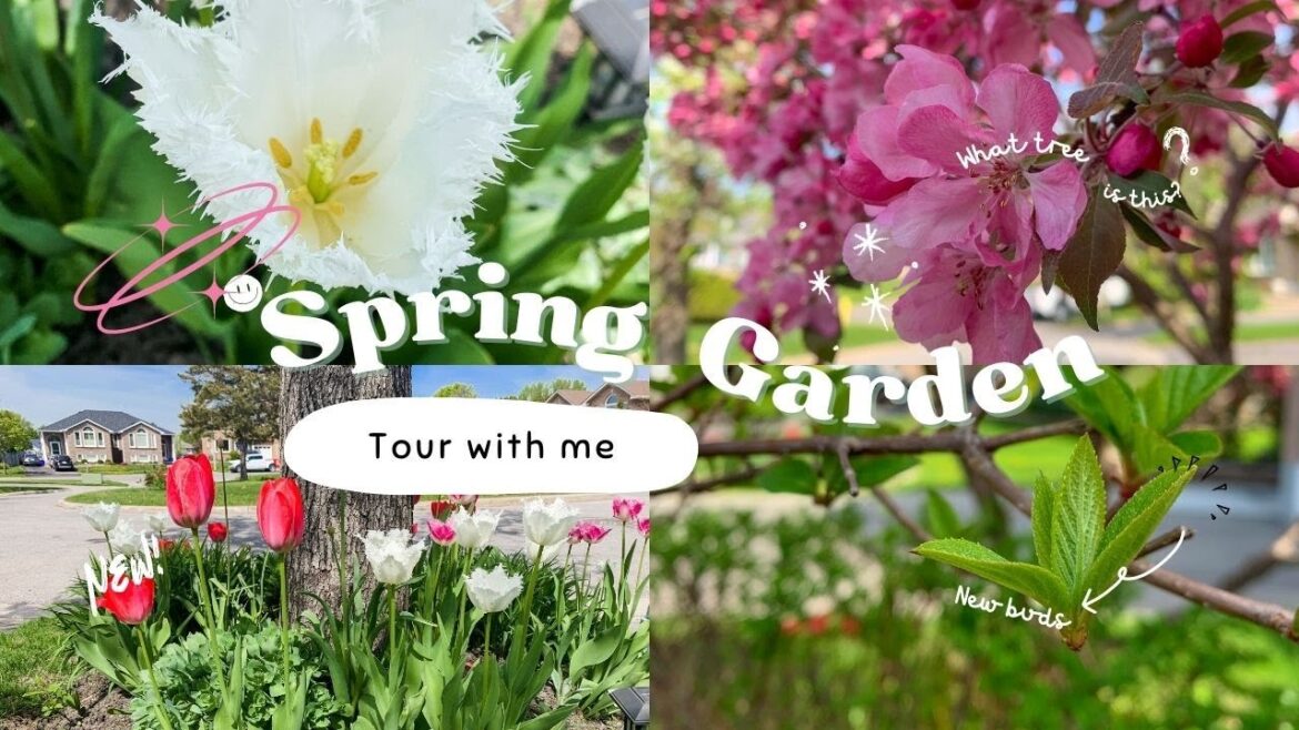 Spring Garden Tour | Tour with me | At home Gardening Spring Garden Tour | Tour with me | At home Gardening