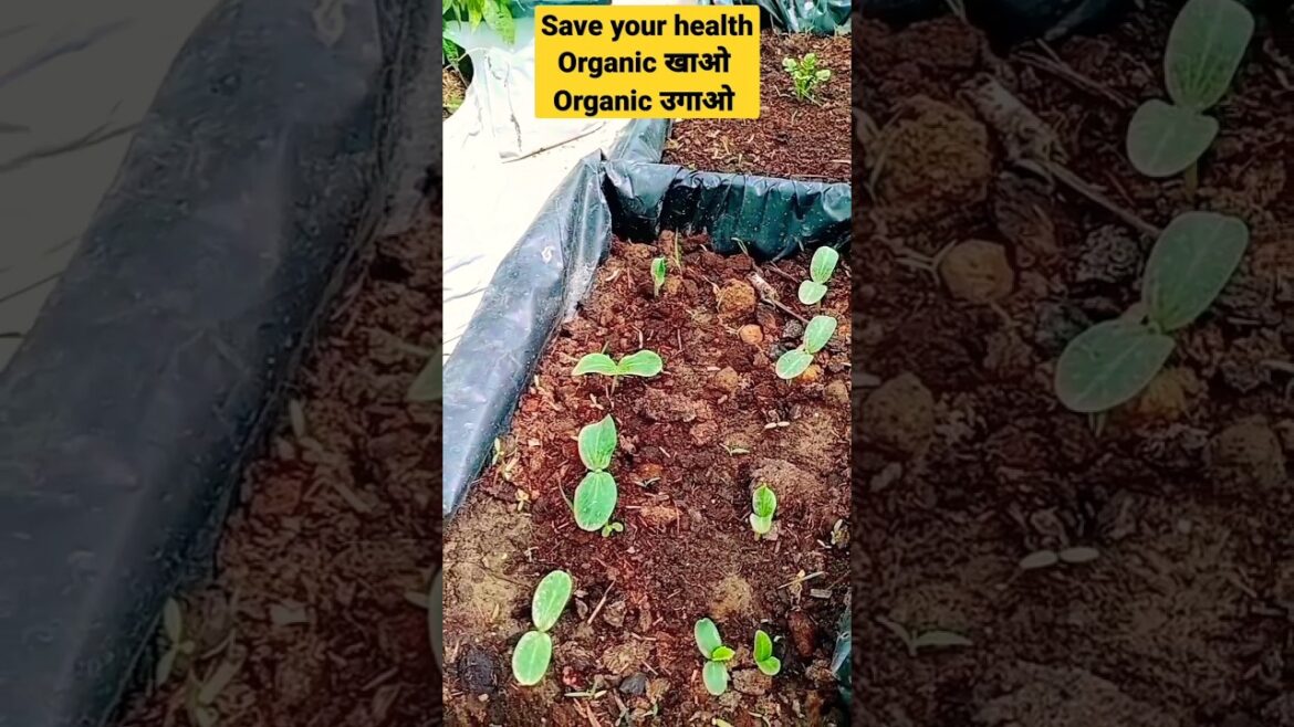 Seed germination information from my terrace garden #shorts #organic #vegetable #gardening