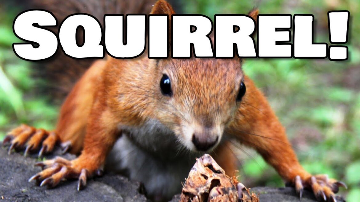 Keep Squirrels Out of Your Garden – Tips & Tricks Keep Squirrels Out of Your Garden - Tips & Tricks