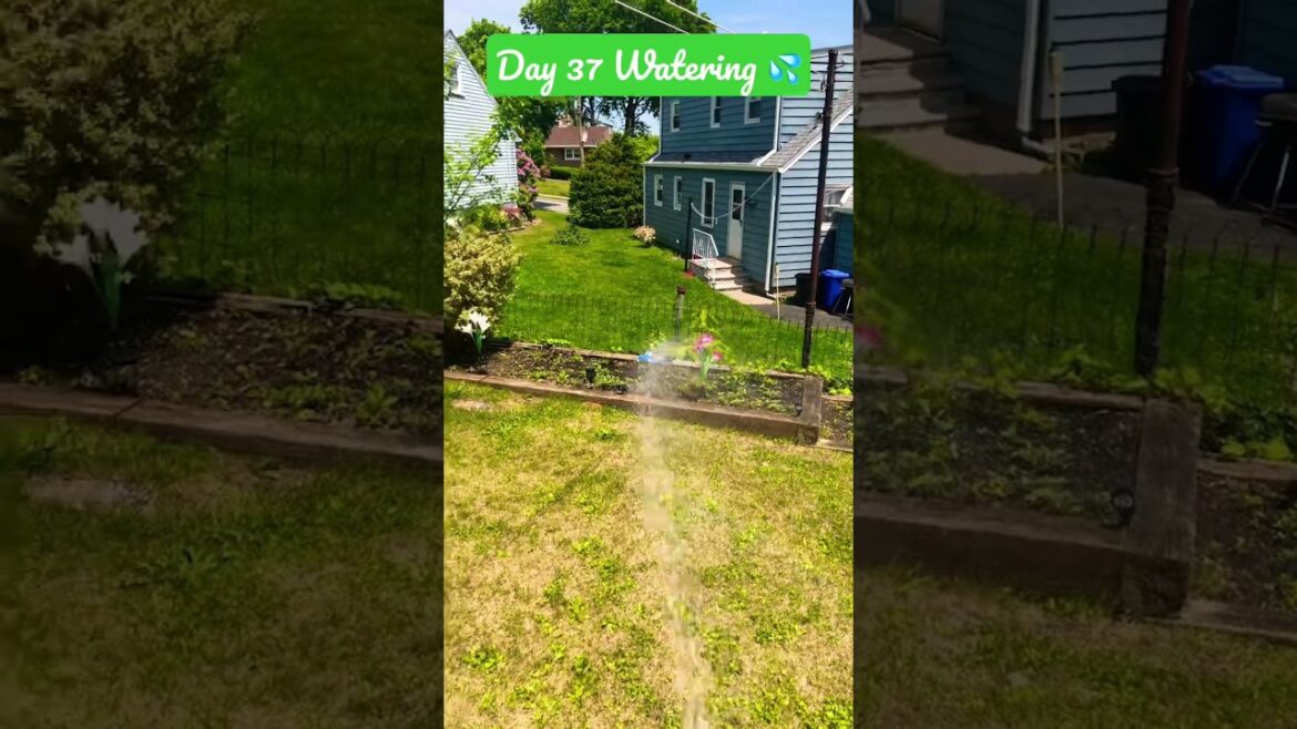 Gardening - Day 37 - Watering to Plants 🪴 #gardening #planting #plants #water