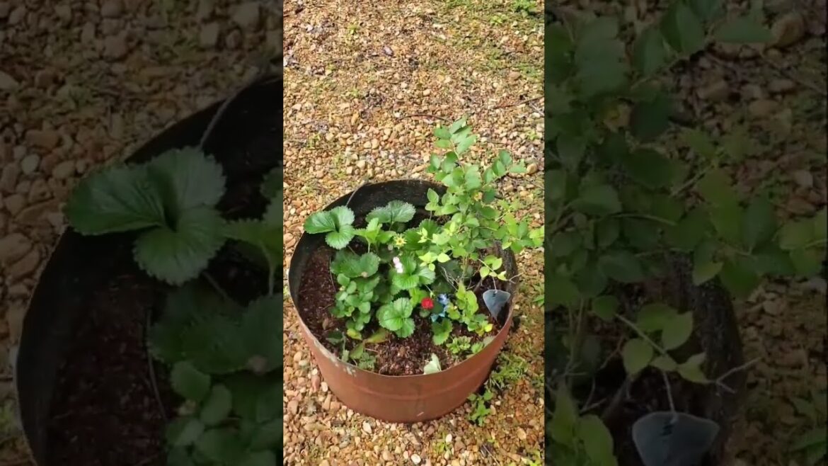 The Garden Raised Beds 2