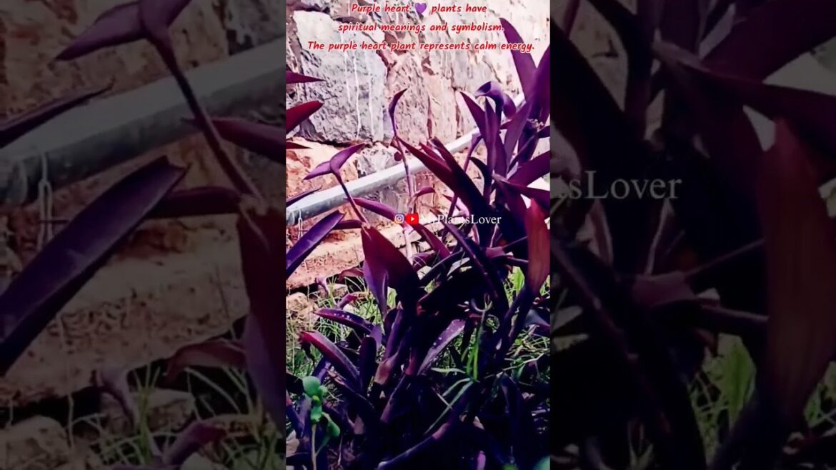 Purple Heart Plant | Gardening Tips and Tricks| All About Purple Heart Plant #Plants #gardenideas Purple Heart Plant | Gardening Tips and Tricks| All About Purple Heart Plant #Plants #gardenideas