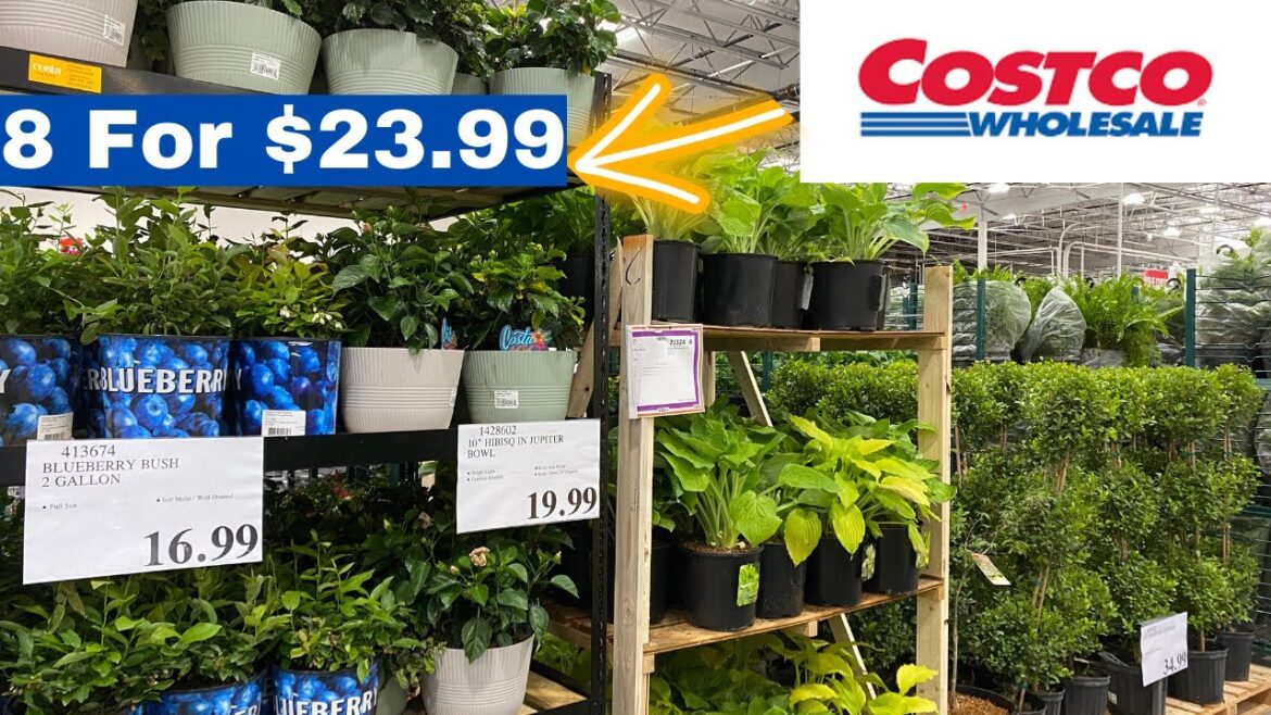 Costco Garden Inventory May 2023 Perennials Annuals Blueberries Hibiscus Tomato Plant Topiary Trees Costco Garden Inventory May 2023 Perennials Annuals Blueberries Hibiscus Tomato Plant Topiary Trees