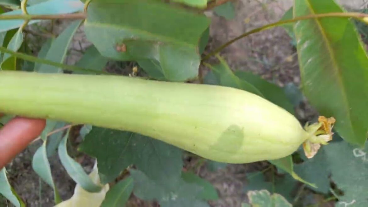 Kitchen Garden Kitchen Garden