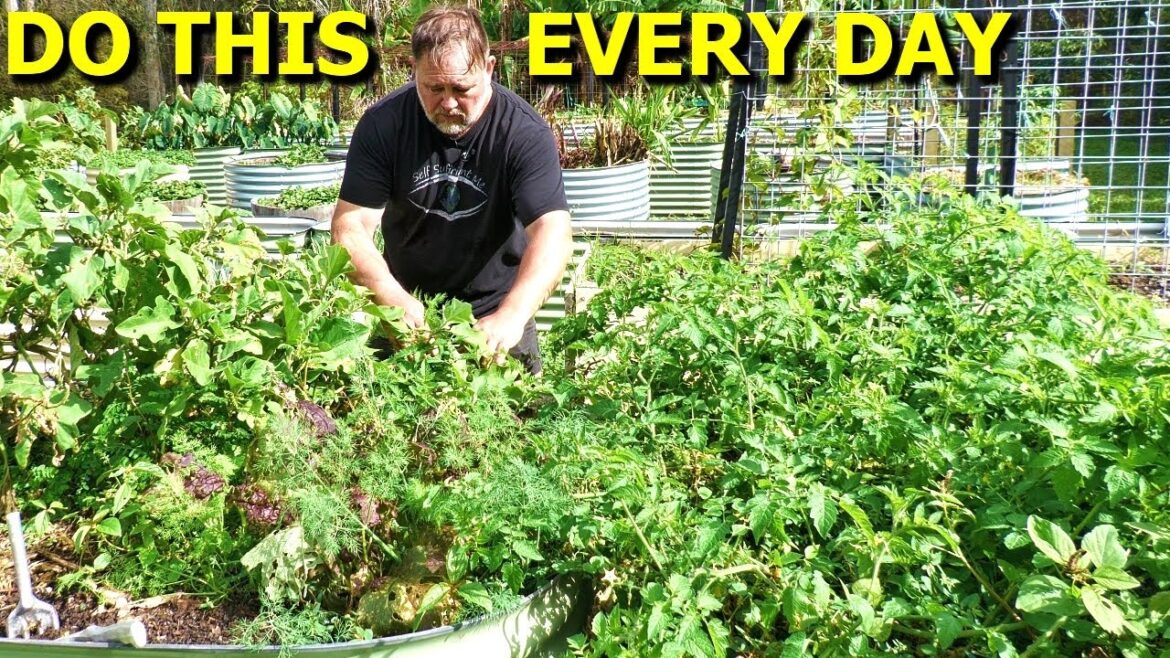 5 Tasks You Should Do EVERY DAY in the Veggie Garden 5 Tasks You Should Do EVERY DAY in the Veggie Garden