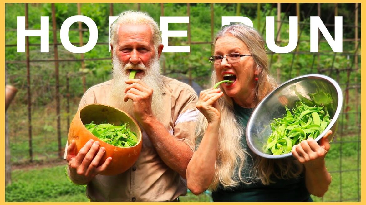 Kaye Kittrell: How did the PEA TRELLIS do? Growing TIPS and Varieties! How did the PEA TRELLIS do? Growing TIPS and Varieties!