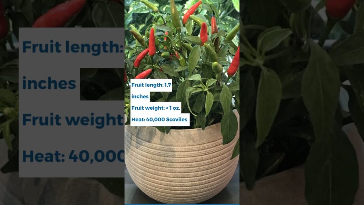 All-America Selections Flowers & Vegetables: Pepper Quickfire Pepper Quickfire