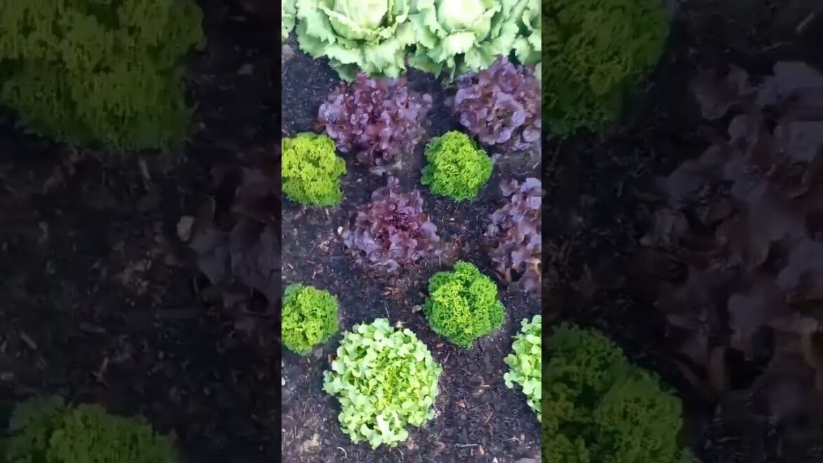 salad garden sneek peek| vegetable garden| growing food|edible organic gardening| lettuce varieties