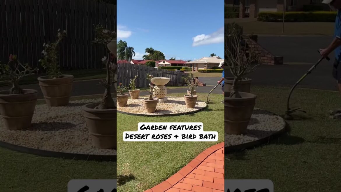 Front Yard Garden Landscaping Project P.8. Update #shorts